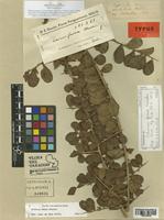 Schinus ferox Hassl. [family ANACARDIACEAE]