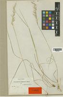 Arrhenatherum erianthum Boiss. & Reut. [family POACEAE]