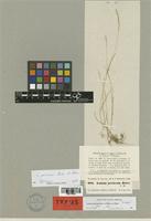 Lolium persicum Boiss. & Hohen. [family POACEAE]