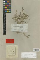 Suaeda pruinosa Lange [family CHENOPODIACEAE]