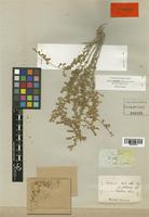Artemisia herba-alba Boiss. var. glabrescens [family COMPOSITAE]