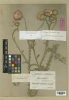 Carduus nigrescens Arènes var. macrocephalus [family COMPOSITAE]