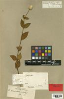 Telanthera tomentosa Moq. [family AMARANTHACEAE]