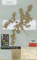 Guilleminea chacoensis Pedersen [family AMARANTHACEAE]
