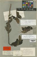 Schinus terebinthifolius Engl. var. raddianus [family ANACARDIACEAE]