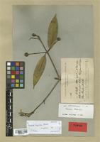 Isotype of Faramea langlassei Standl. [family RUBIACEAE]