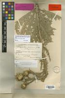 Type of Onopordum ×teddianum Rech. f. [family ASTERACEAE]
