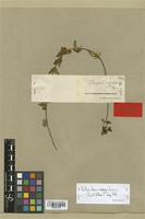 Type of Rhodosepala procumbens Cogn. [family MELASTOMATACEAE]