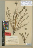 Isolectotype of Taraxacum fulvum Raunk. subsp. brachycranum Dahlst. [family ASTERACEAE]