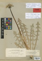 Isolectotype of Taraxacum atripictum Markl. [family COMPOSITAE]