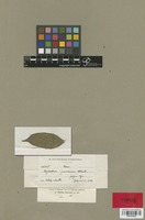 Type of Psychotria juninensis Standl. [family RUBIACEAE]