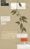 Type of Solanum curtipes Bitter [family SOLANACEAE]