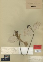 Syntype of Sorbus persica Hedl. [family ROSACEAE]