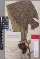 Isotype of Myristica retusa King [family MYRISTICACEAE]