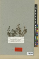 Isosyntype of Veronica campylopoda Boiss. [family SCROPHULARIACEAE]