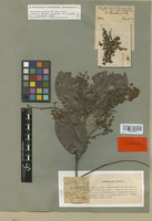 Isotype of Banisteria gardneriana A. Juss. f. blanchetiana Nied. [family MALPIGHIACEAE]