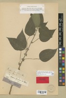 Holotype of Urtica parasitica Forssk. [family URTICACEAE]