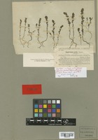 Isotype of Euphrasia pulla Sennen [family SCROPHULARIACEAE]