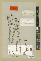 Syntype of Linaria anticaria Boiss. & Reut. [family SCROPHULARIACEAE]