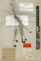 Type of Linaria melanantha Boiss. & Reut. [family SCROPHULARIACEAE]