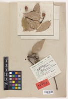 Isotype of Quercus apiophylla E. F. Warb. [family FAGACEAE]