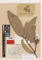 Isotype of Quercus hintonii E. F. Warb. [family FAGACEAE]