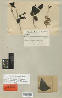 Isolectotype of Casearia eriophora Griseb. [family FLACOURTIACEAE]