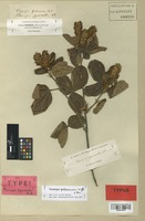Isotype of Flemingia pycnantha Benth. [family LEGUMINOSAE]
