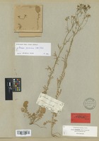 Syntype of Nasturtium hispanicum Boiss. & Reut. [family CRUCIFERAE]