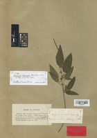 Syntype of Acalypha dimorpha Müll. Arg. [family EUPHORBIACEAE]
