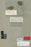 Isotype of Acalypha lagoensis Müll. Arg. [family EUPHORBIACEAE]