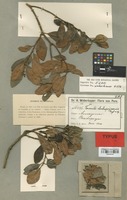 Type of Tovomita chachapoyasensis Engl. [family GUTTIFERAE]