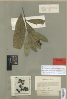 Isotype of Coussarea verticillata Müll. Arg. var. pubescens Müll. Arg. [family RUBIACEAE]