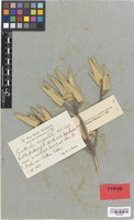 Isotype of Guettarda angustata Urb. & Ekman [family RUBIACEAE]