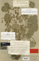Isotype of Alchemilla acutiloba Steven subsp. catillaris Buser [family ROSACEAE]