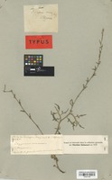 Isotype of Oxygonum junodii De Wild. [family POLYGONACEAE]