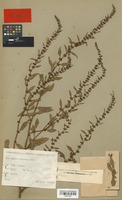 Isotype of Rumex wachterianus Danser [family POLYGONACEAE]