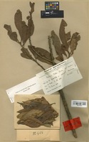 Isotype of Pouteria pullei Eyma [family SAPOTACEAE]