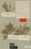 Isotype of Glaux acutifolia A. Heller [family PRIMULACEAE]