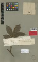 Paullinia elongata Radlk. [family SAPINDACEAE]