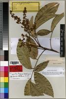 Isotype of Hebecoccus ferrugineus Radlk. [family SAPINDACEAE]