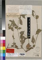 Type of Phaulopsis inaequalis Pic. Serm. [family ACANTHACEAE]