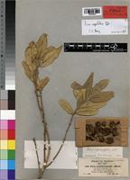 Isotype of Ficus antithetophylla A. Rich. [family MORACEAE]