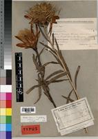 Type of Protea baumii Engl. & Gilg [family PROTEACEAE]