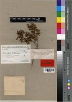 Type of Microsteira tulearensis Arènes [family MALPIGHIACEAE]