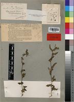 Type of Sida acuta var. madagascariensis Hochr. [family MALVACEAE]