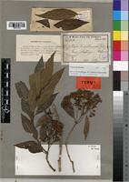 Isotype of Nuxia usambarensis Gilg [family BUDDLEJACEAE]