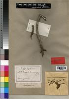 Type of Pterygota kamerunensis K. Schum. & Engl. [family STERCULIACEAE]
