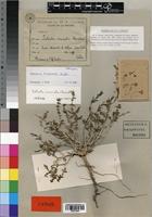 Holotype of Salsola tunetana Brullo [family CHENOPODIACEAE]