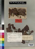 Isotype of Nesogordonia humbertii Capuron [family STERCULIACEAE]